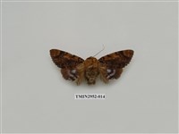 藏品(夜蛾319)的圖片